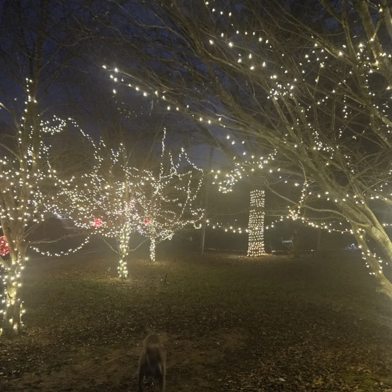 Image 10 of Hout Christmas Lights